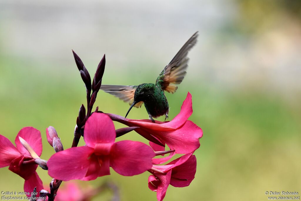 Colibri à ventre noir mâle