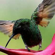 Colibri à ventre noir