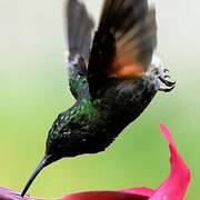 Black-bellied Hummingbird