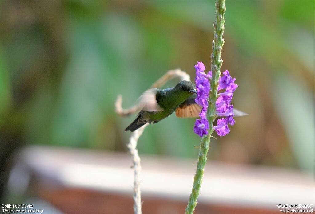 Scaly-breasted Hummingbird