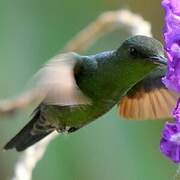 Scaly-breasted Hummingbird