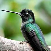 Rivoli's Hummingbird