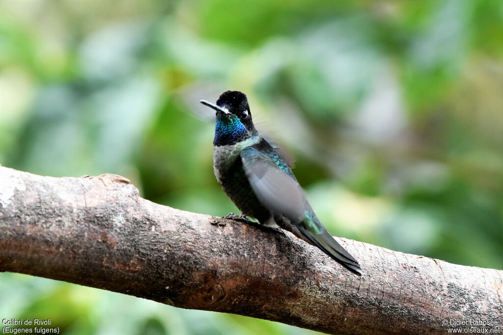 Rivoli's Hummingbird male