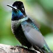 Rivoli's Hummingbird