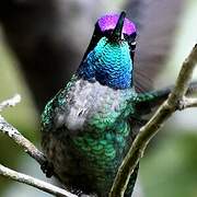 Rivoli's Hummingbird