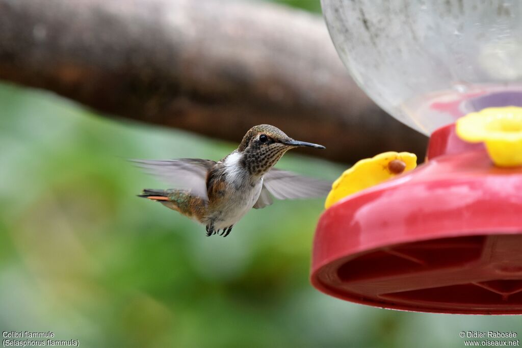 Colibri flammule femelle