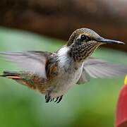 Volcano Hummingbird