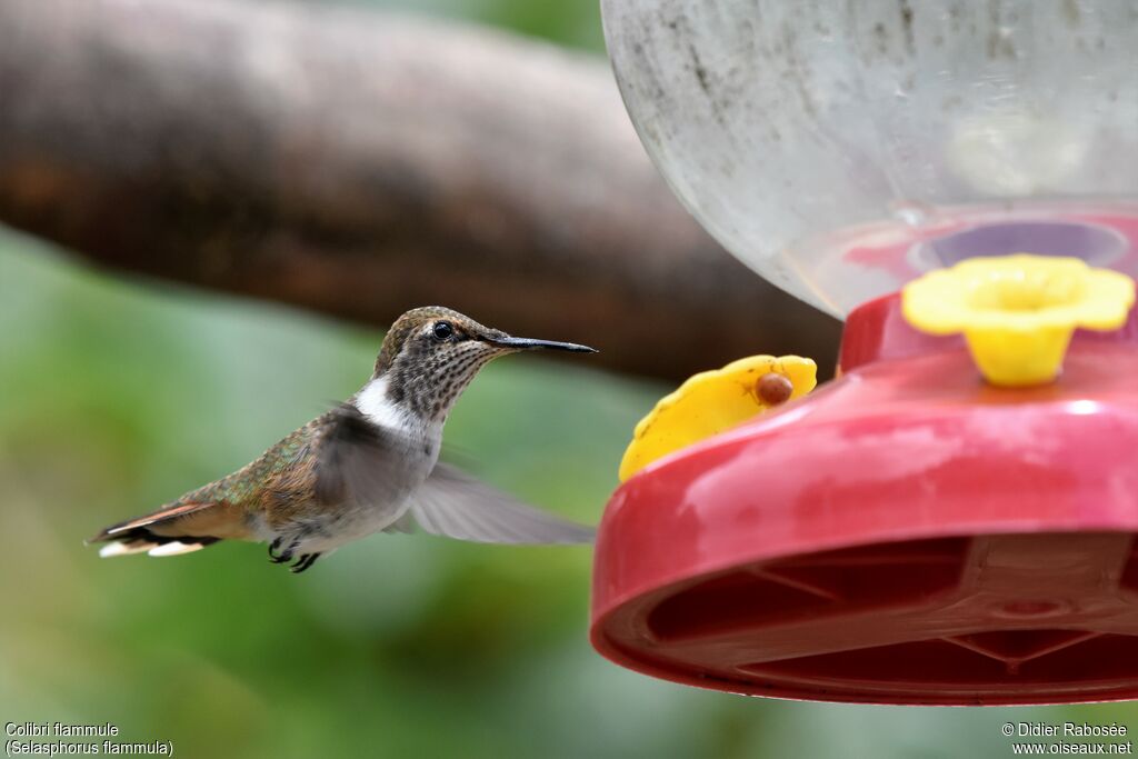 Volcano Hummingbird