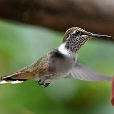 Colibri flammule