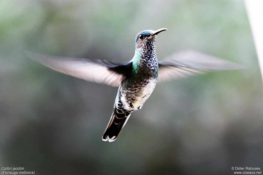 White-necked Jacobin female, Flight