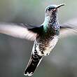 Colibri jacobin