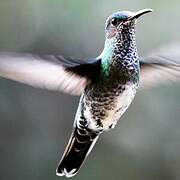 White-necked Jacobin