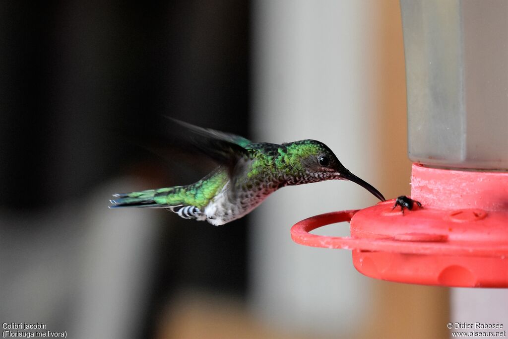 White-necked Jacobin female