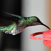 White-necked Jacobin