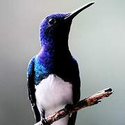 White-necked Jacobin