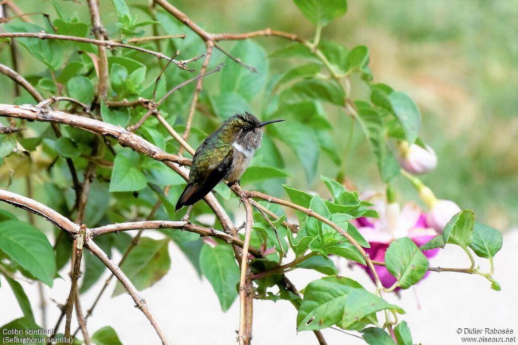 Colibri scintillant femelle