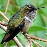 Colibri scintillant