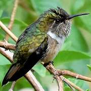 Scintillant Hummingbird