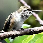 Colibri scintillant