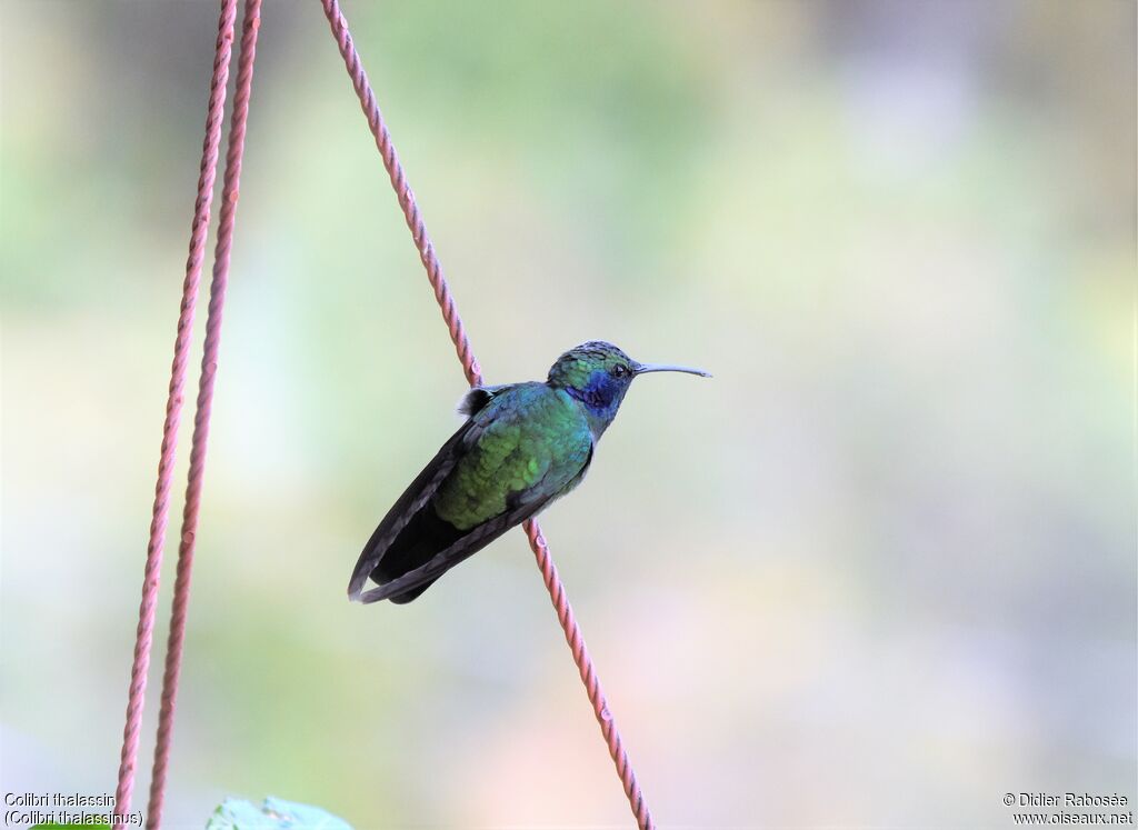 Colibri thalassin mâle