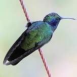 Colibri thalassin