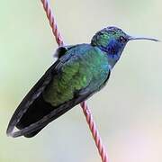 Mexican Violetear