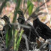 Crested Bobwhite