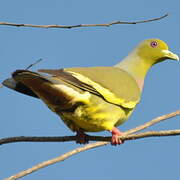 Orange-breasted Green Pigeon