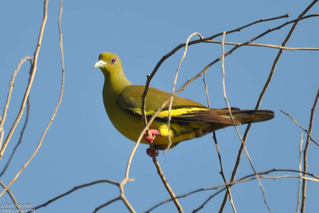 Orange-breasted Green Pigeon female, identification