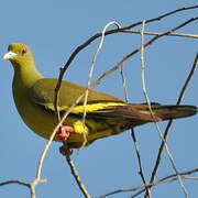 Orange-breasted Green Pigeon