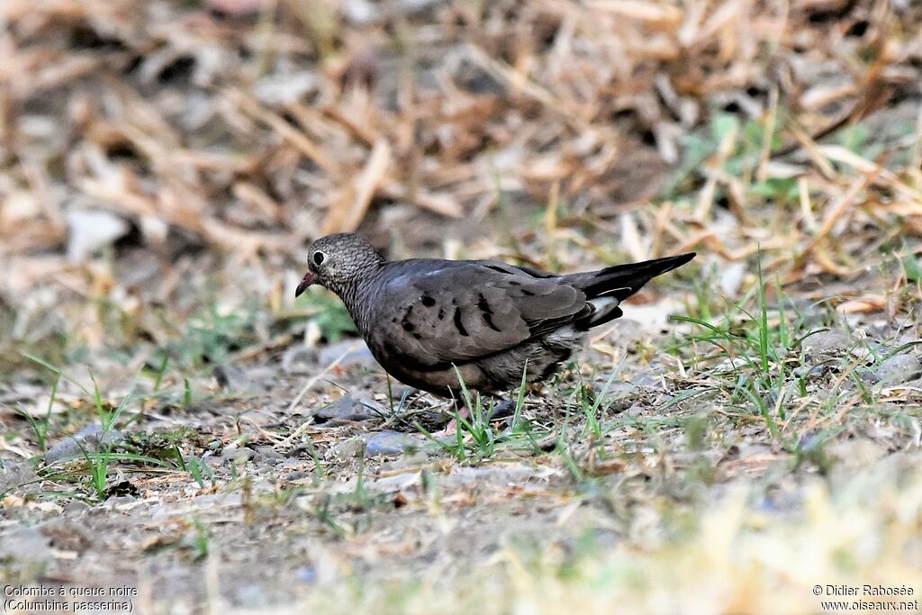 Common Ground Dove