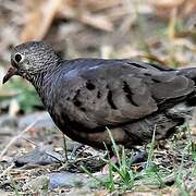 Common Ground Dove