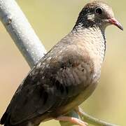 Common Ground Dove