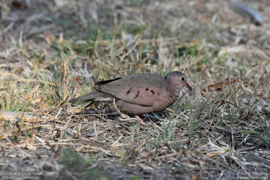 Common Ground Dove