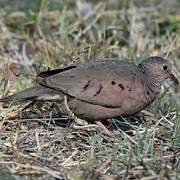 Common Ground Dove