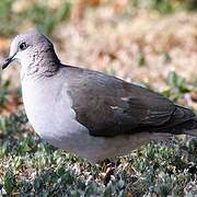 White-tipped Dove