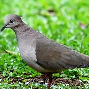 White-tipped Dove