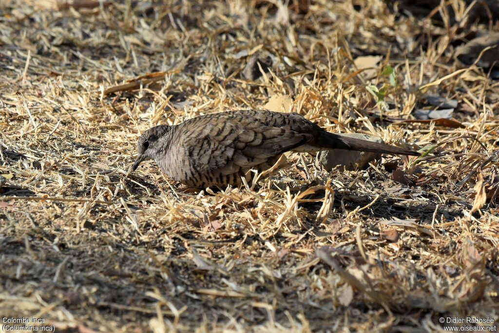 Colombe incaadulte