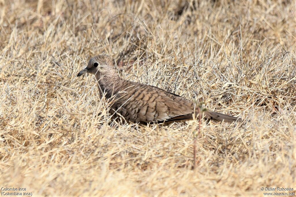 Inca Doveadult