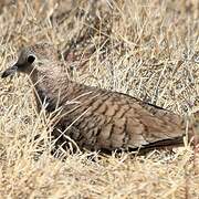 Inca Dove