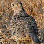 Inca Dove