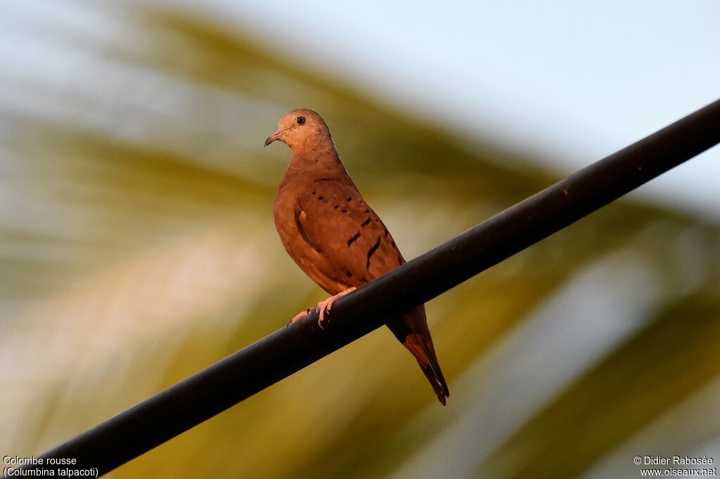 Ruddy Ground Doveadult