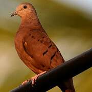 Ruddy Ground Dove