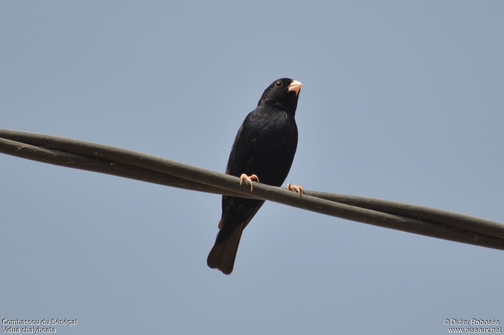 Village Indigobird male adult