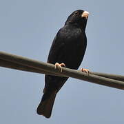 Village Indigobird