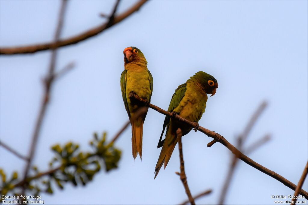 Orange-fronted Parakeetadult