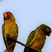 Orange-fronted Parakeet