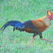 Sri Lanka Junglefowl