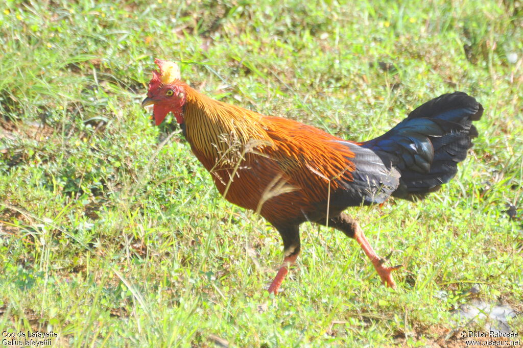 Coq de Lafayette mâle