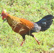 Sri Lanka Junglefowl